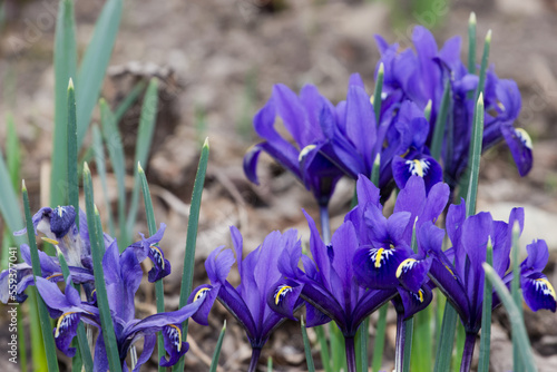 Blüten der asiatischen Iris