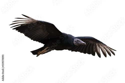 Black vulture isolated  Coragyps atratus 