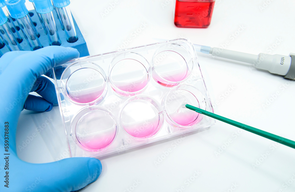 Scientist is scrapping cultured adherent cells in the 6 well plate by