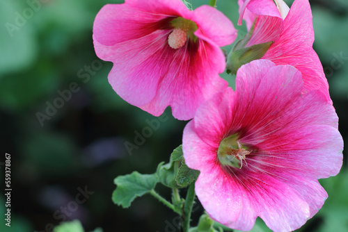 Pink hollyhock flower blooming in the spring season.