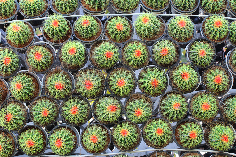 selective focus close up top view shot on golden barrel cactus (Echinocactus grusonii) group. selective focus close up top view shot on golden barrel cactus (Echinocactus grusonii) group.