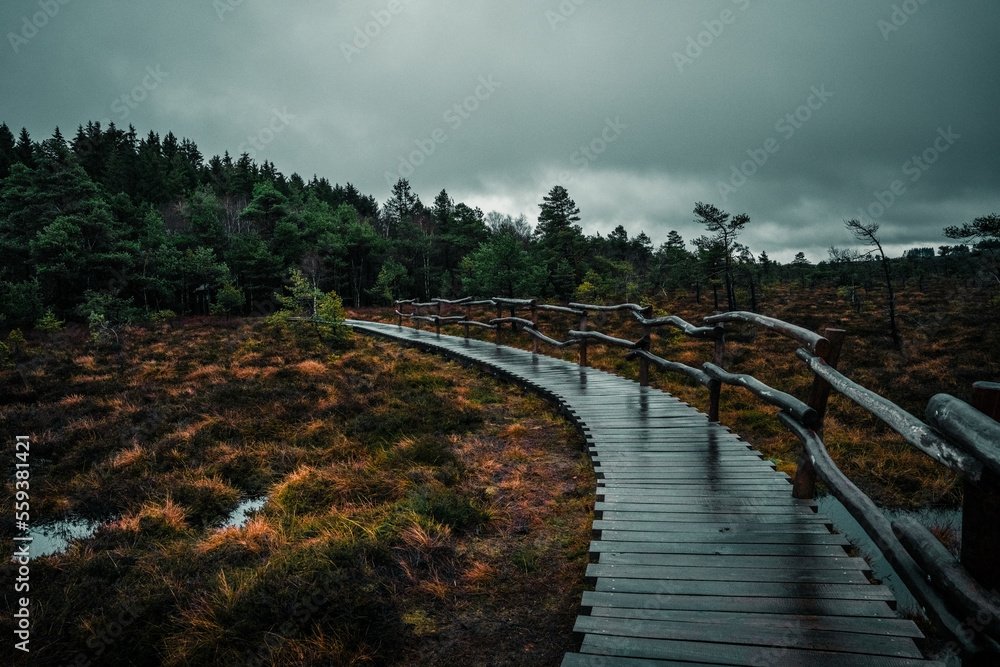 Moor, Moorweg, Weg, Bohlenweg, Schwarzes Moor, nass, Regen, Moor