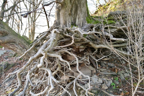 roots of a tree on top of a slope