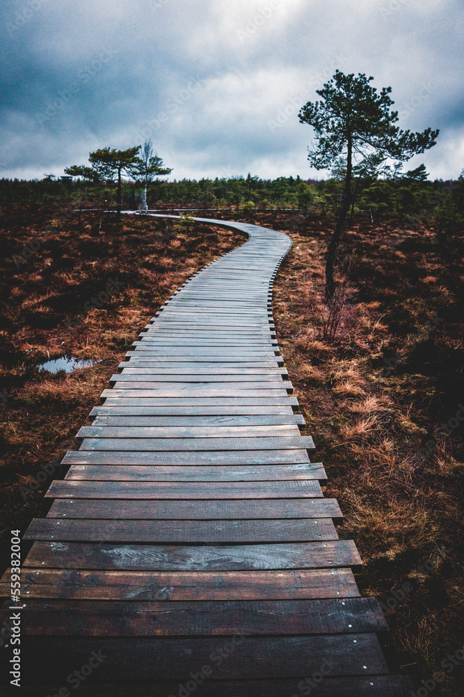 Fototapeta premium Moor, Moorweg, Weg, Bohlenweg, Schwarzes Moor, nass, Regen, Moor