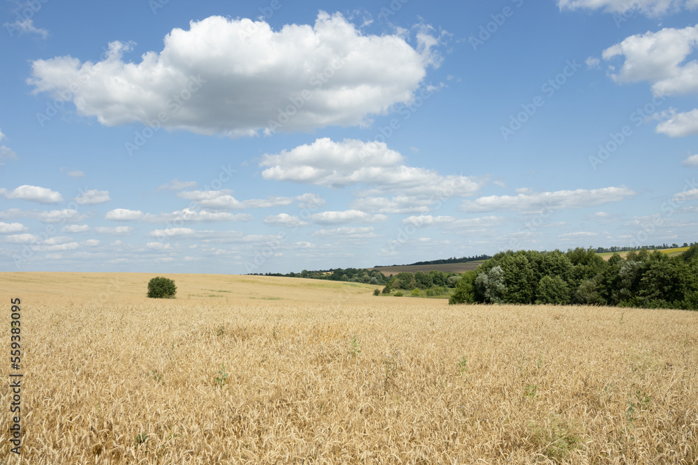 A summer landscape of a golden wheat field and green trees. The sky has a big cloud and a lot of smaller ones
