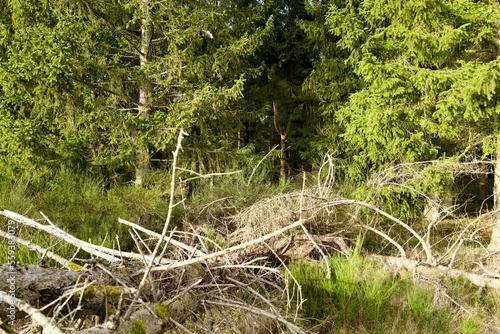 dead spruce tree on the ground of a green forest