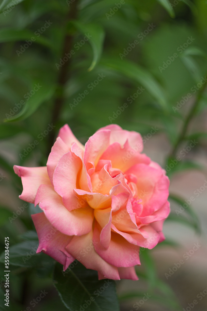 A beautiful light pink rose in a garden A beautiful light pink rose in a garden