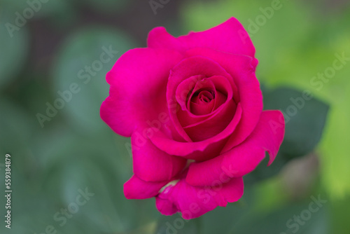 A beautiful dark pink rose in a garden