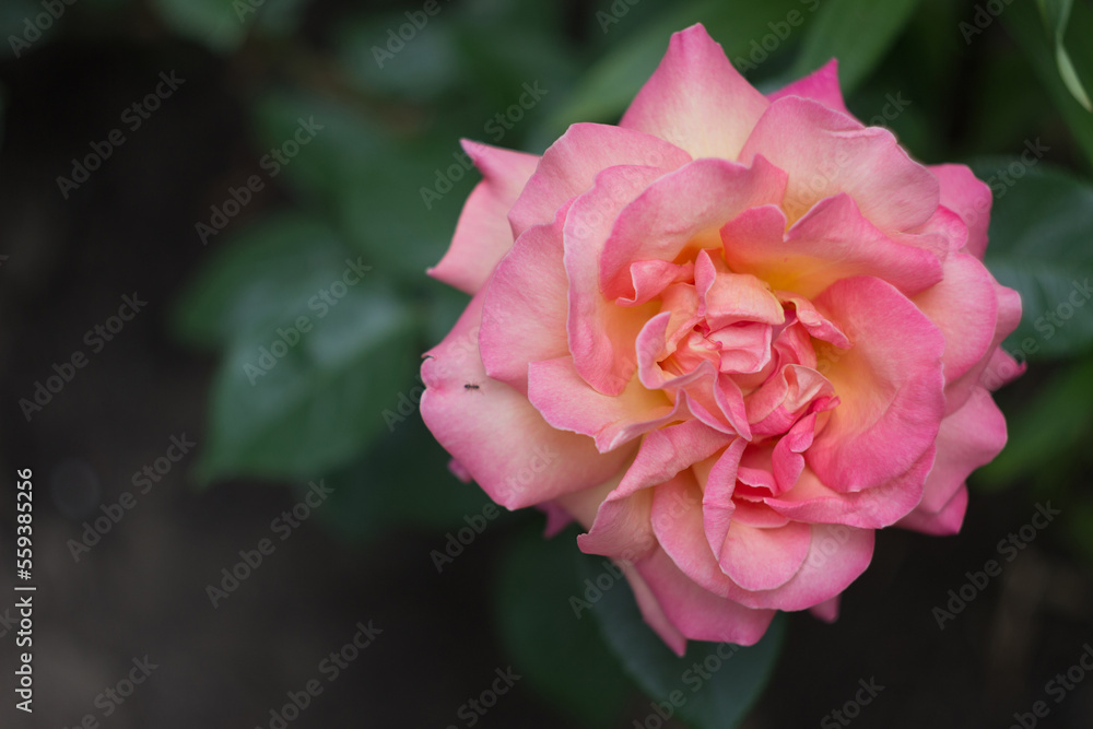 A beautiful light pink rose in a garden