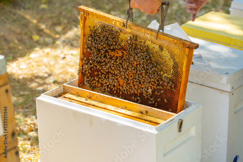 The beekeeper extracts honey from bee hives, holds the honeycomb in his hands, assessing the state of the honey. Beekeeping, wholesome food for health.