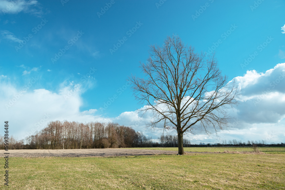 Large oak tree without leaves in the meadow