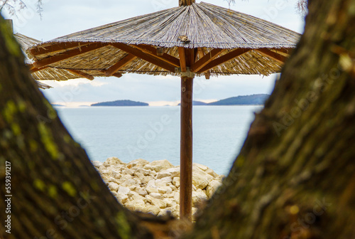 view of the parasol through the tree