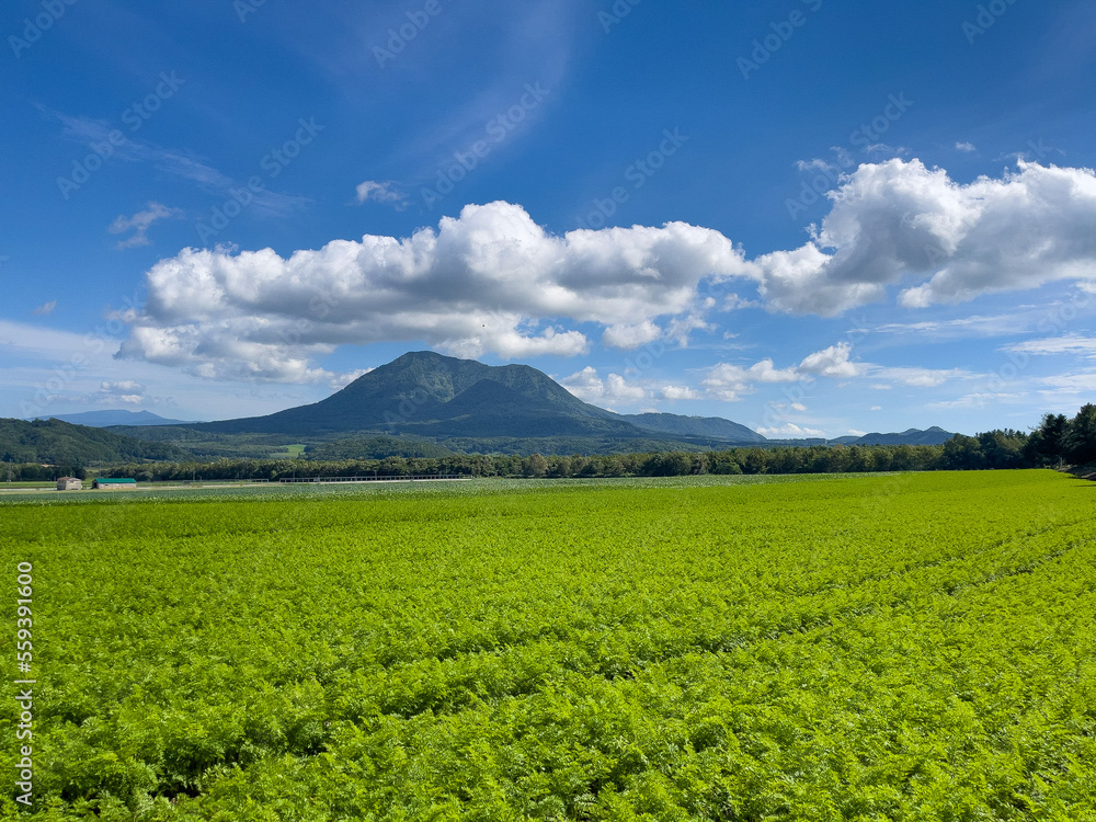 Vast carrot field and Mt. Shiribetsu Vast carrot field and Mt. Shiribetsu