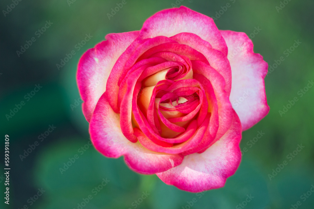 Beautiful pink and white rose in the garden Beautiful pink and white rose in the garden