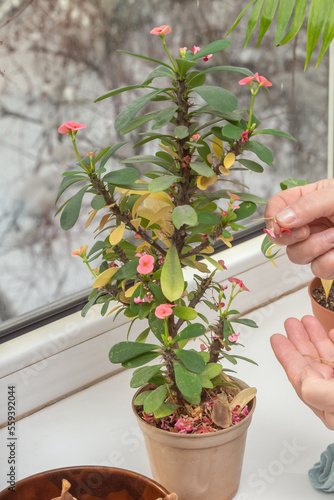 Women's hands cut off withered leaves and flowers from the plant euphorbia milii standing on the windowsill in the house against the backdrop of a snowy street