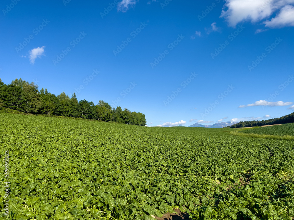 Summer field and blue sky with clouds