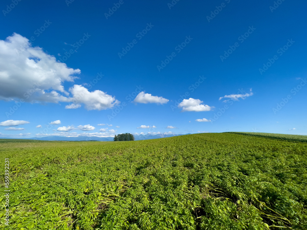 Summer field and blue sky with clouds