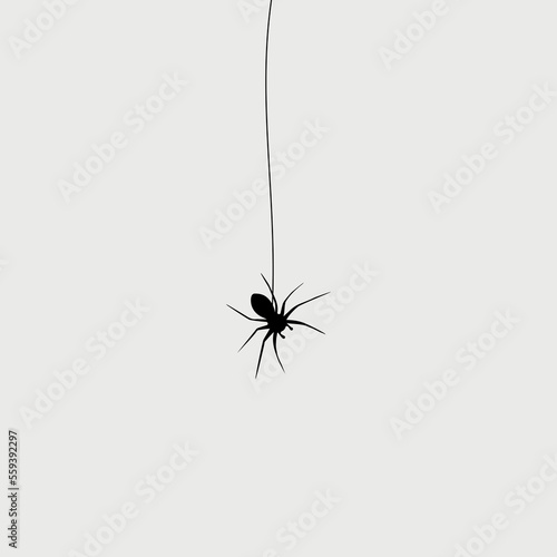 Hanging black spider on a web in the corner