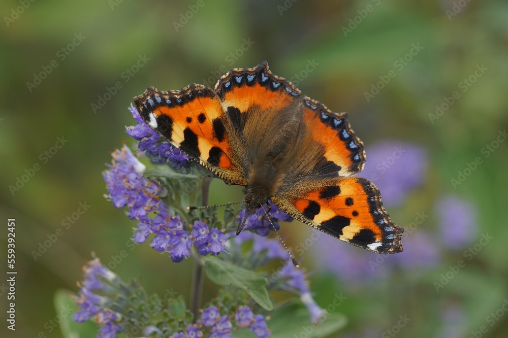 Fototapeta premium Closeup on the colorful small tortoiseshell butterfly, Aglais urticae, sitting on a blue flowering Carpocoris shrub