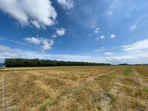 Harvested summer field with blue sky