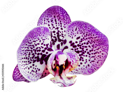 Orchidee und Hintergrund transparent PNG cut out photo