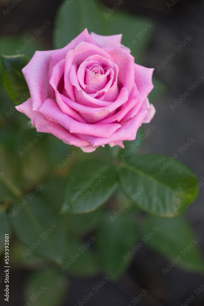 A beautiful light pink rose in a garden A beautiful light pink rose in a garden