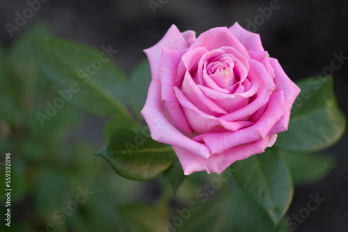 A beautiful light pink rose in a garden