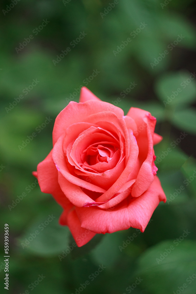 A beautiful salmon rose in a garden A beautiful salmon rose in a garden
