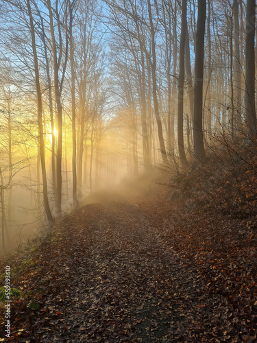 Forest in fog und  in the sunshine © wlad074