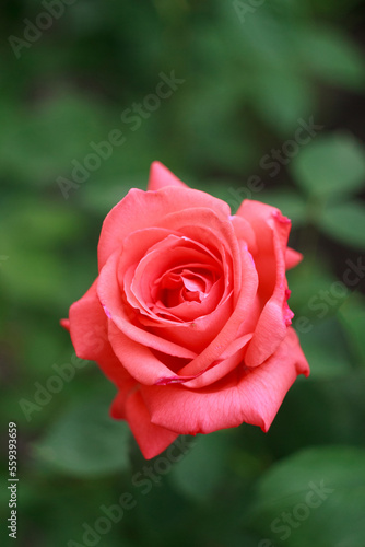A beautiful salmon rose in a garden