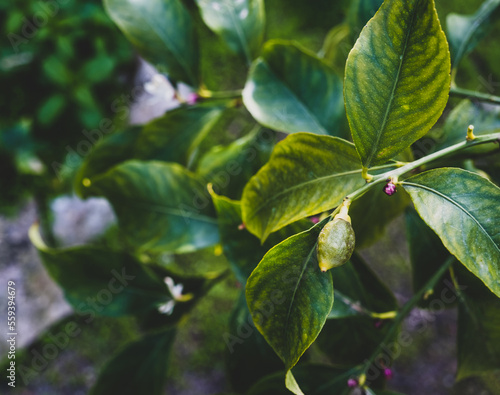 Wallpaper Mural New growing tiny lemons growing on the tree Torontodigital.ca