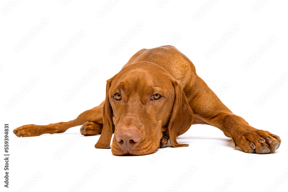 Beautiful hungarian vizsla dog full body studio portrait. Dog lying with head down on the ground and looking at camera, isolated over white background. Beautiful hungarian vizsla dog full body studio portrait. Dog lying with head down on the ground and looking at camera, isolated over white background.