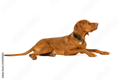 Beautiful hungarian vizsla full length studio portrait. Dog wearing pet collar with name tag looking away from camera isolated over white background.