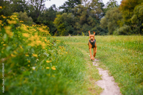 Cute happy vizsla puppy running through meadow full of flowers. Happy dog portrait outdoors.