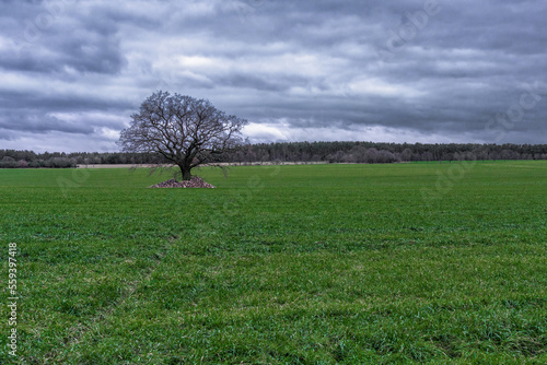 A lonely tree in a green meadow