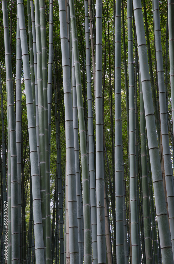 Bamboo Forest of Arashiyama in Kyoto. Japan. Bamboo Forest of Arashiyama in Kyoto. Japan.