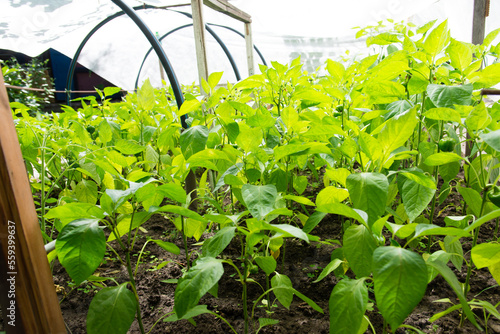  Bunch of green pepper on a plant during ripening. outdoors. Home farming. Canopy from the sun.