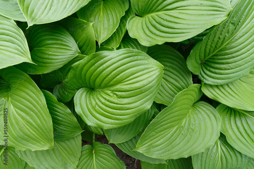 A hosta flower with green leaves in the garden A hosta flower with green leaves in the garden