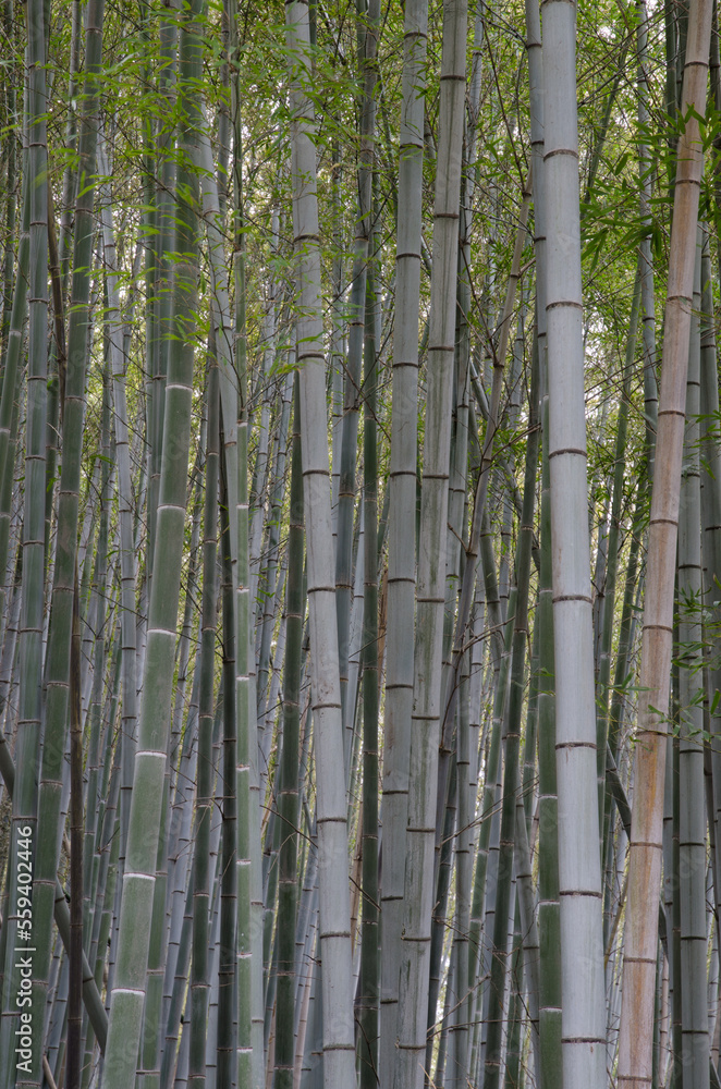Bamboo Forest of Arashiyama in Kyoto. Japan. Bamboo Forest of Arashiyama in Kyoto. Japan.