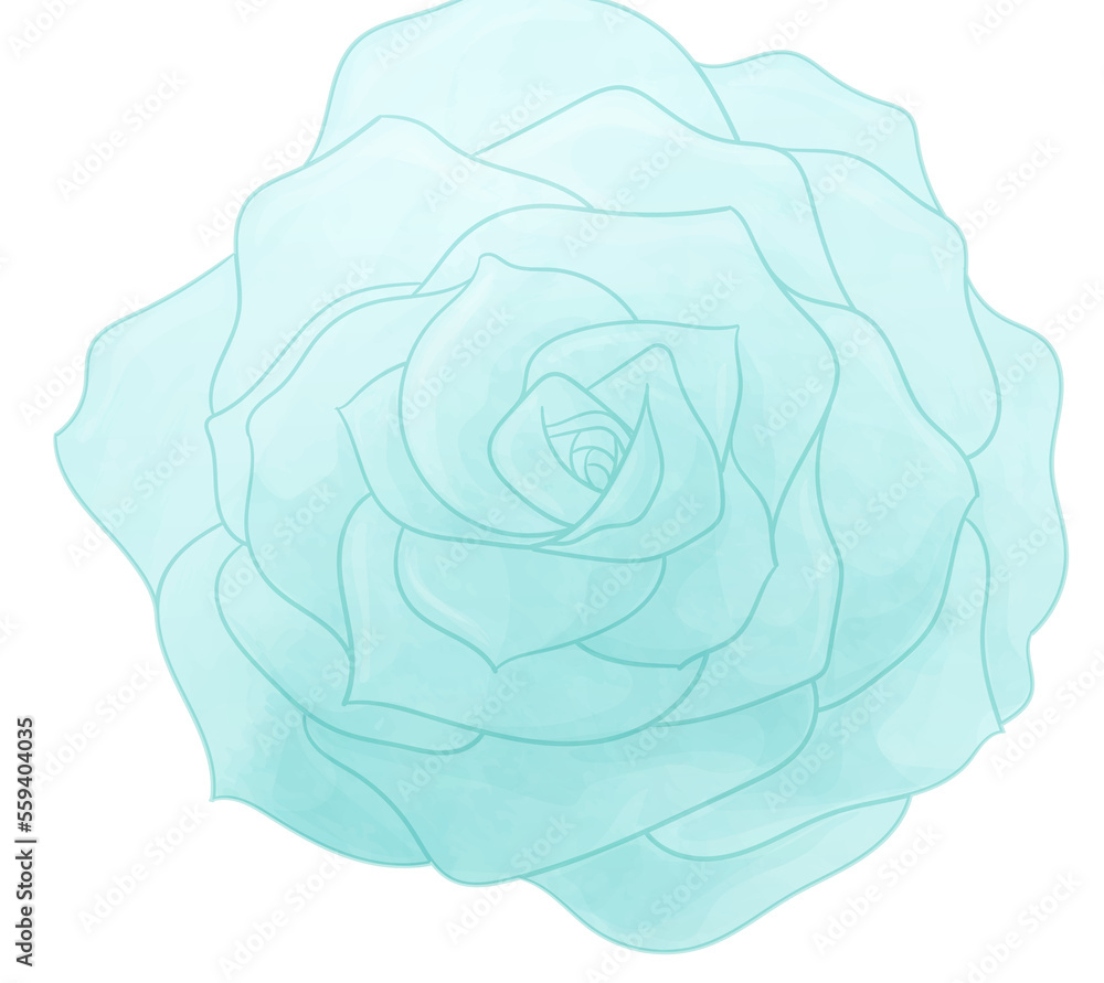 rose flower rose flower