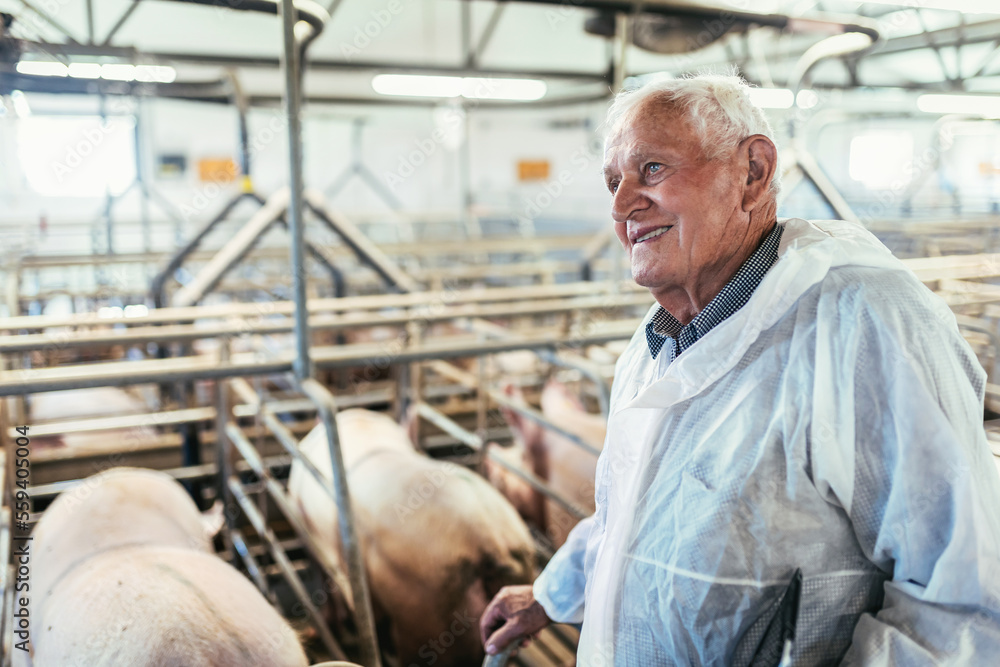 Senior veterinarian is standing at the pig farm and checking on the pig's health Senior veterinarian is standing at the pig farm and checking on the pig's health