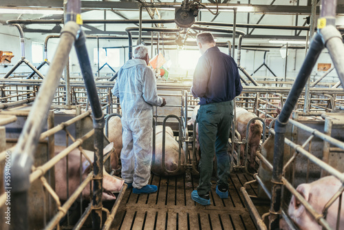 Senior veterinarian and farmer standing at the pig farm.
