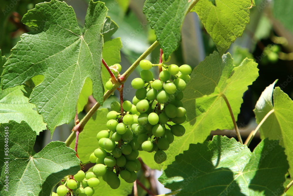 Ripe grapes on the bushes in the city park. Ripe grapes on the bushes in the city park.