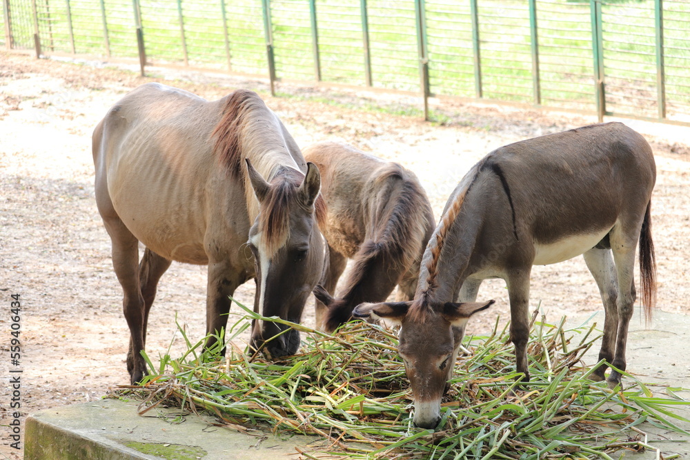A donkey and two hourse in the zoo A donkey and two hourse in the zoo