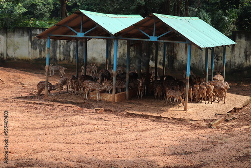 A group of deer is srtaying under the camp in the zoo