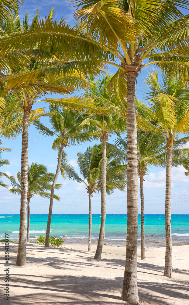 Beautiful beach with coconut palm trees on a sunny day, the perfect summer vacation concept.