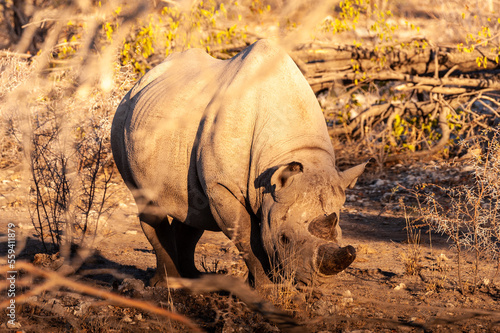 A black Rhinoceros - Diceros bicornis- eating scrubs on the plains of Etosha national park, Namibia, during sunset photo