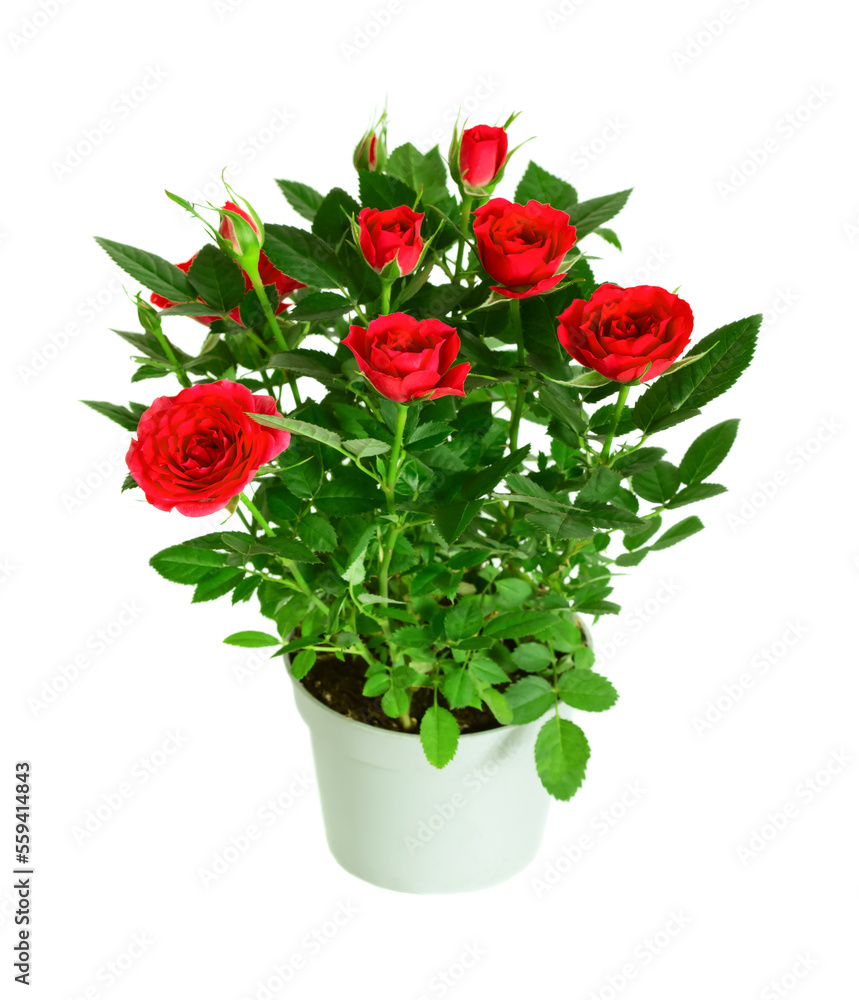 Red Rose in the flower pot isolated