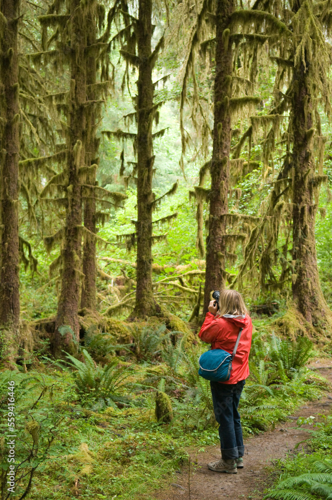 A woman photographing mossy trees along a rainforest trail, Olympic National Forest, Hoh, Washington. A woman photographing mossy trees along a rainforest trail, Olympic National Forest, Hoh, Washington.