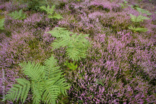 Ferns and heather growing in the Scottish highlands photo